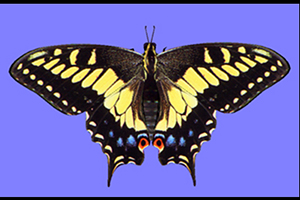 3D scene of a Anise Swallowtail, a yellow butterfly with yellow, black, blue and red wings