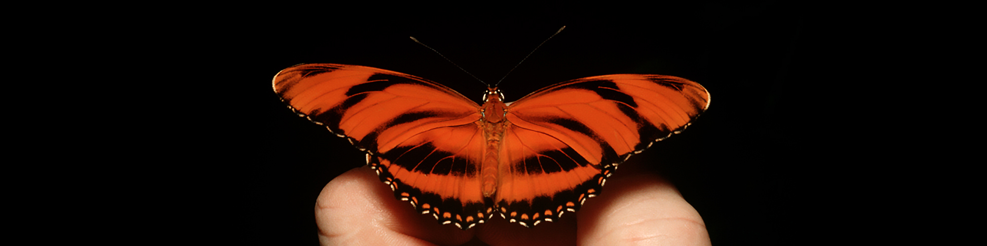 orange and black butterfly sitting on fingers