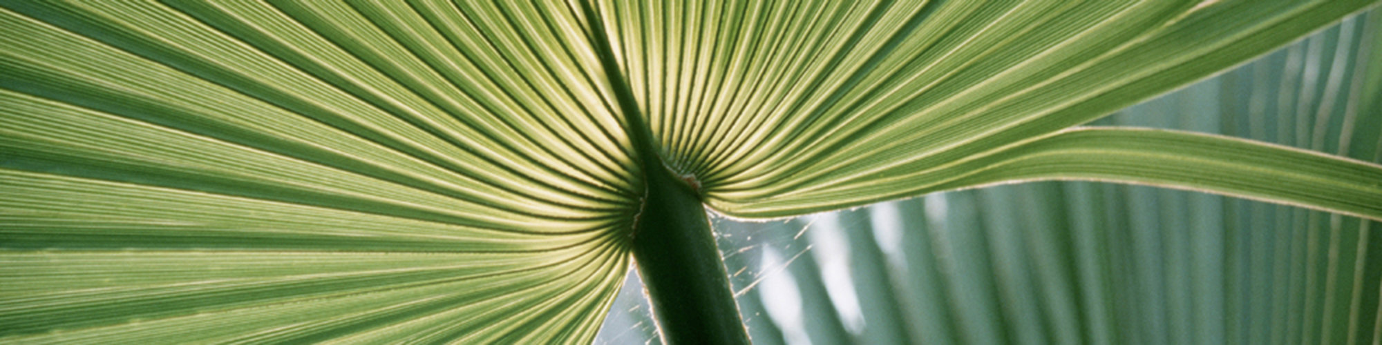 Palmetto frond with light behind it