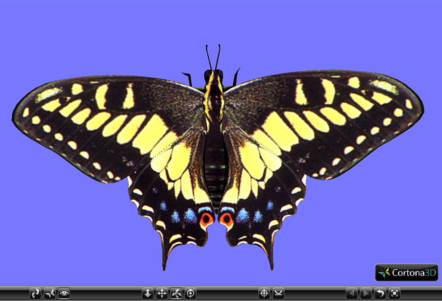 3D VRML model of an Anise Swallowtail as seen from the dorsal view