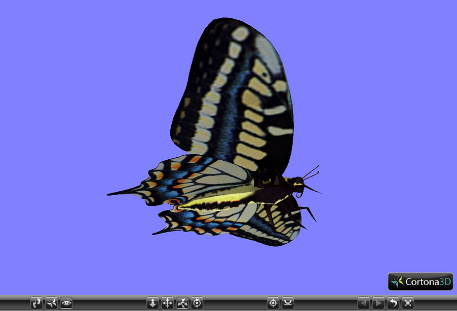 3D VRML model of an Anise Swallowtail as seen from the ventral view