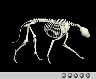 3D skeleton bound to optical motion capture data of greyhound trotting
