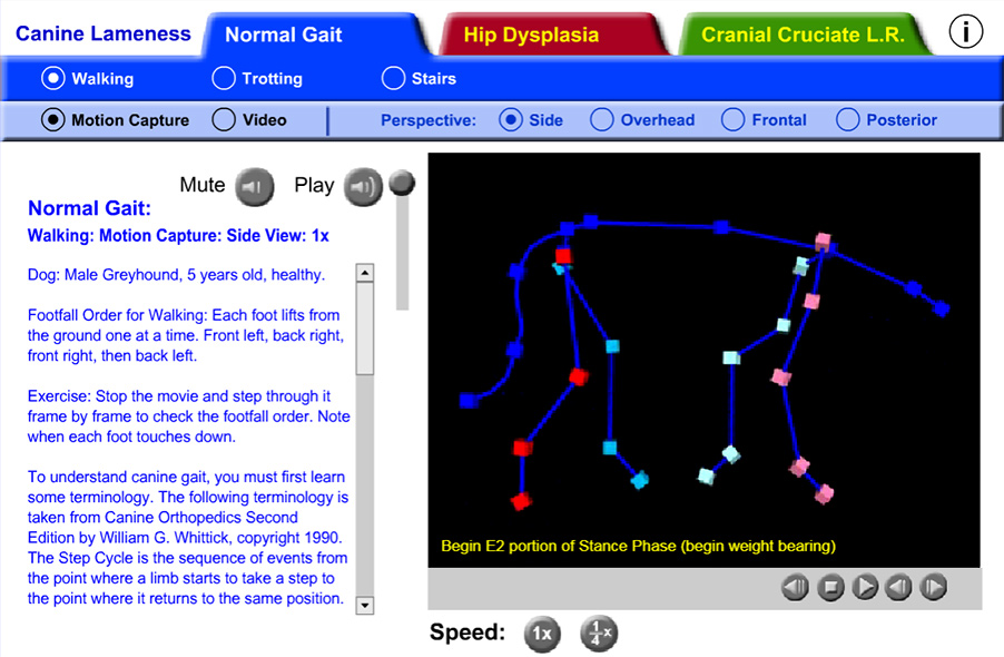 scene showing optical motion capture model walking, with phases of the gait cycle listed below