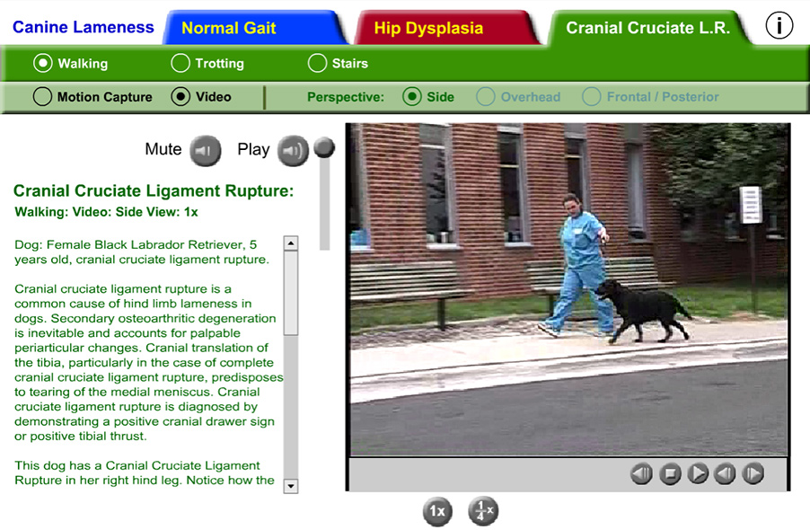 Video still of a black female Labrador Retriever walking with cranial cruciate ligament rupture in her right hind leg.