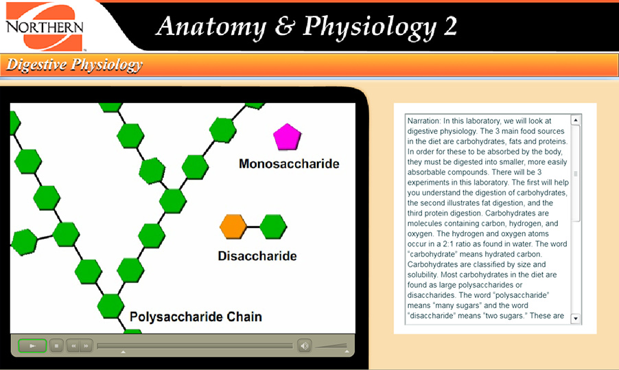 illustration of a monosaccharide, disaccharide, and polysaccharide molecule.