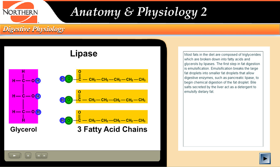 Illustration showing components of triglyceride, which are glycerol and three fatty acid chains. Lipase breaks them down