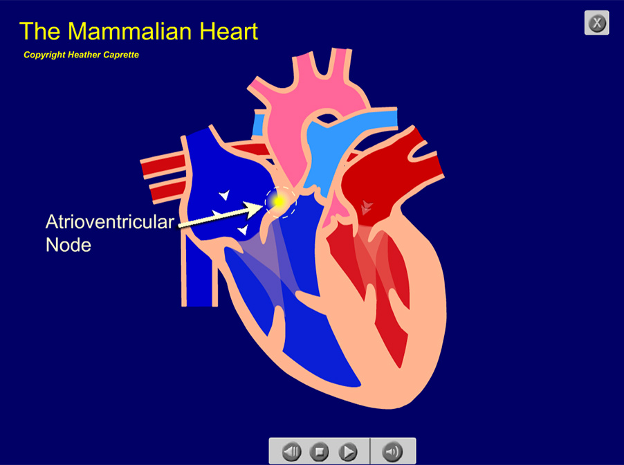 illustration of a mammalian heart with the atrioventricular node activated.