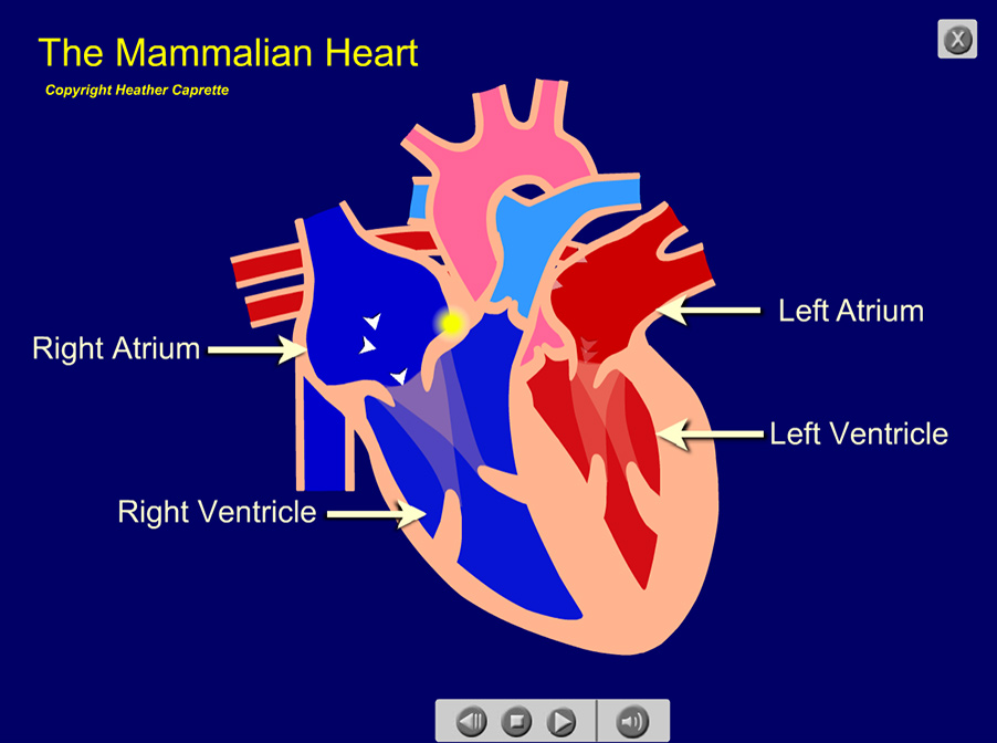 illustration of a mammalian heart with labels for the right atrium, right ventricle, left atrium, and left ventricle