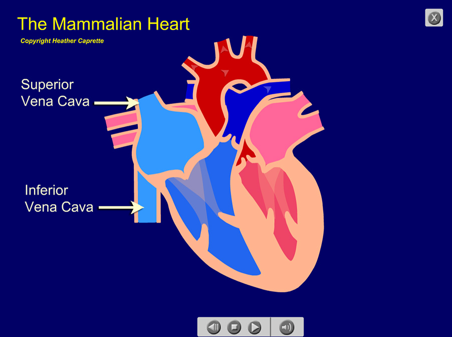 mammalian heart with labels on the Superior and Inferior Vena Cavae where the blood enters the right atrium.
