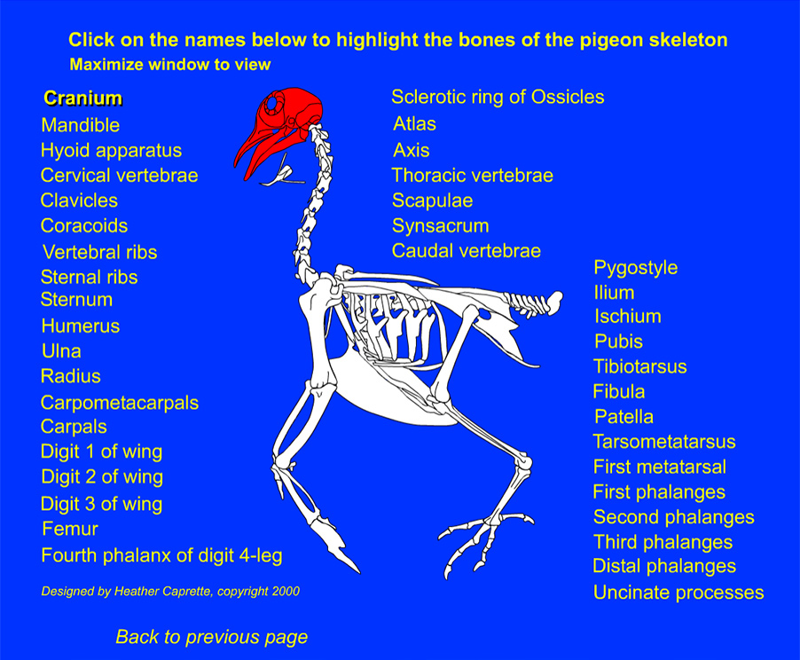 illustration of a pigeon skeleton with the cranium highlighted