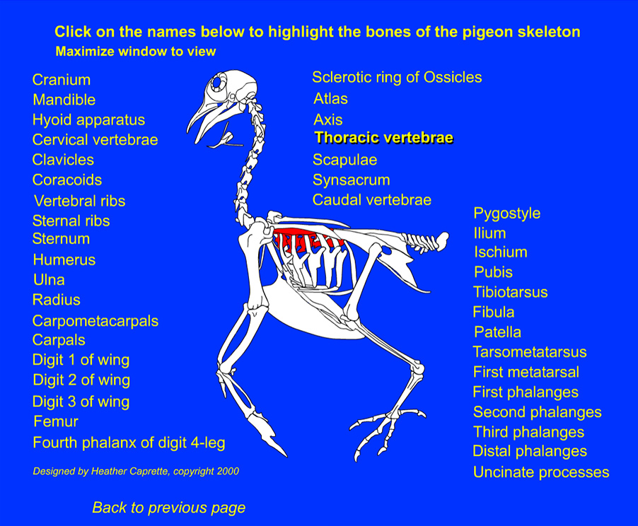 illustration of a pigeon skeleton with the Thoracic Vertebrae highlighted