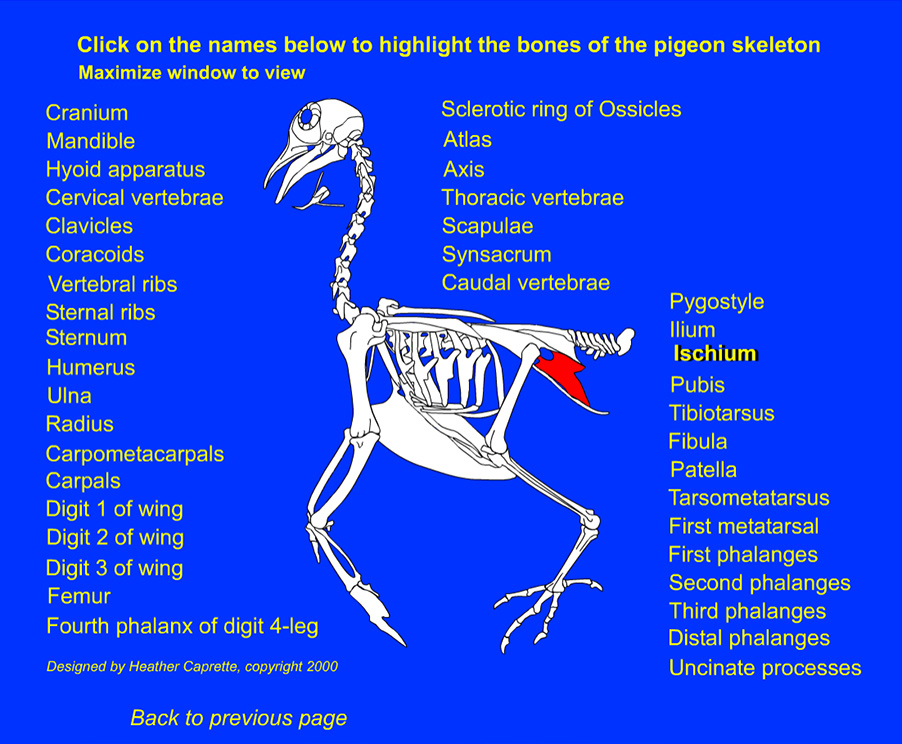 illustration of a pigeon skeleton with the Ischium highlighted