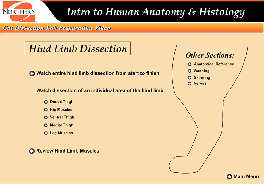 landing page for hind limb dissection of a cat
