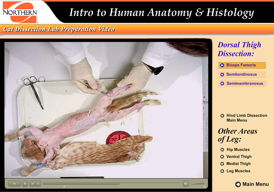 still frame from the biceps femoris dissection, pointing to muscle edge