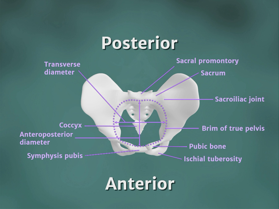 illustration of a human female pelvis with labels
