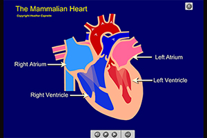 The Mammalian Heart Animated Learning Module
