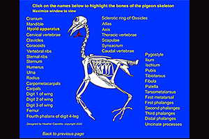 Illustration of pigeon skeleton with labels surrounding it, and the hyoid apparatus highlighted