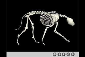 3D model of a greyhound skeleton constrained to motion capture animation of a greyhound