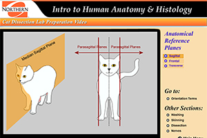 illustration of the median sagittal plane running from front to back of a cat