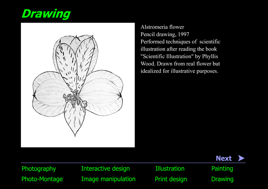 Pencil drawing of an Alstroemeria flower