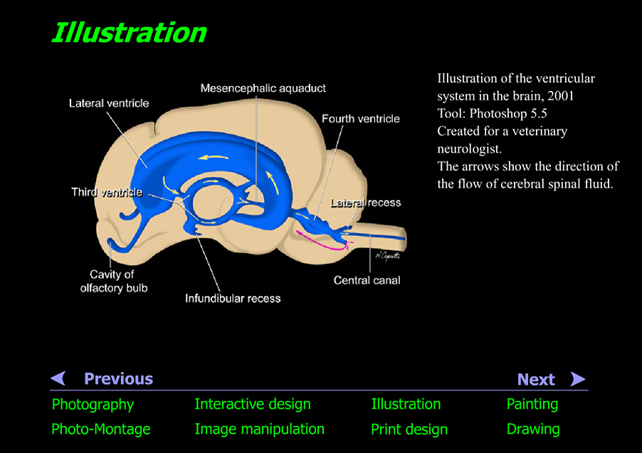 Illustration of human brain's ventricular system